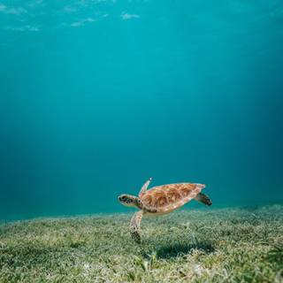 Cute sea turtles wallpaper