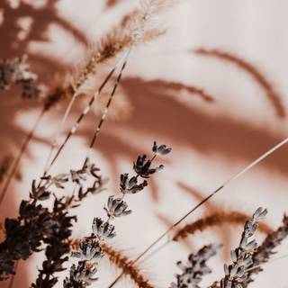 Aesthetic clean wallpaper