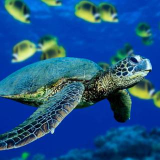 Cute sea turtles wallpaper