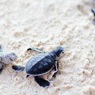 Cute sea turtles wallpaper