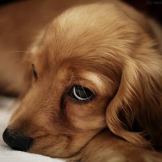 Dog 4k desktop wallpaper