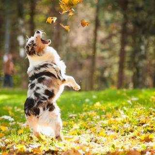 Dog 4k desktop wallpaper