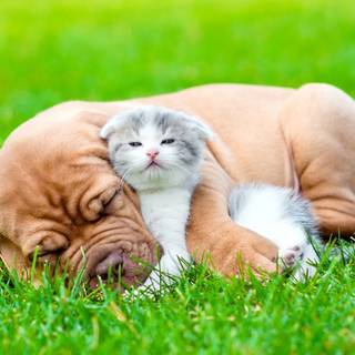 Dog 4k desktop wallpaper