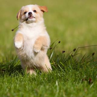 Dog 4k desktop wallpaper