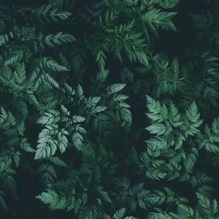 Dark plant desktop wallpaper