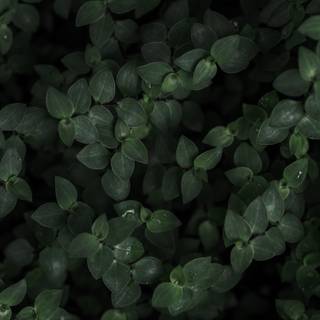 Dark plant desktop wallpaper