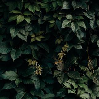 Dark plant desktop wallpaper