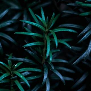 Dark plant desktop wallpaper