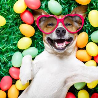 Dog 4k desktop wallpaper