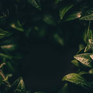 Dark plant desktop wallpaper