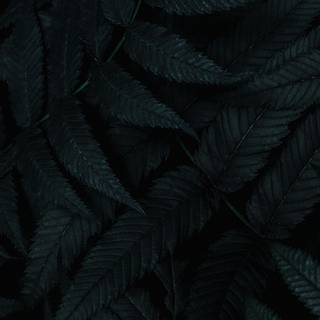 Dark plant desktop wallpaper