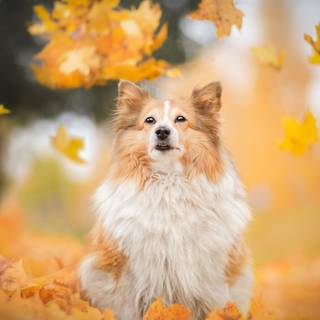 Dog 4k desktop wallpaper