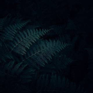 Dark plant desktop wallpaper