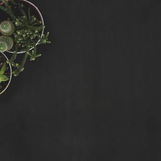 Dark plant desktop wallpaper