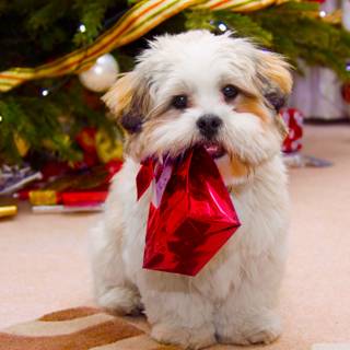 Dog 4k desktop wallpaper