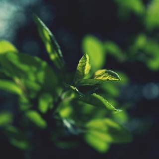 Dark plant desktop wallpaper