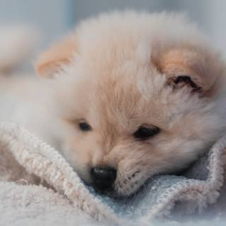 Dog 4k desktop wallpaper