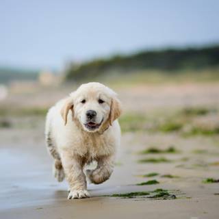 Dog 4k desktop wallpaper