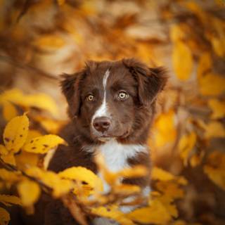 Dog 4k desktop wallpaper