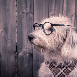 Dog 4k desktop wallpaper