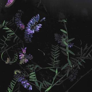 Dark plant desktop wallpaper