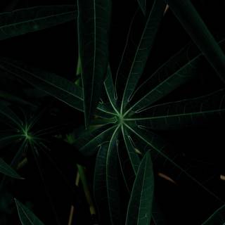 Dark plant desktop wallpaper