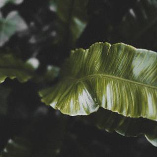 Dark plant desktop wallpaper