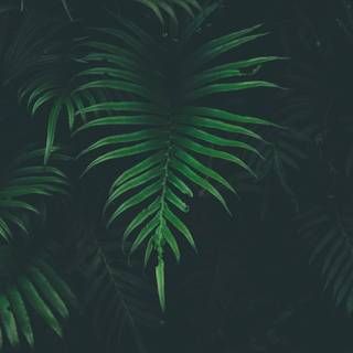 Dark plant desktop wallpaper