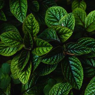 Dark plant desktop wallpaper