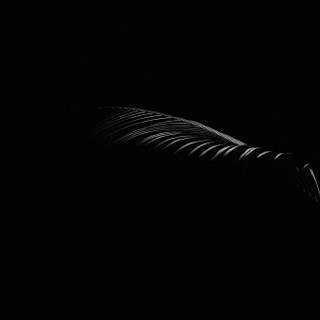 Dark plant desktop wallpaper