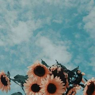 Aesthetic set wallpaper