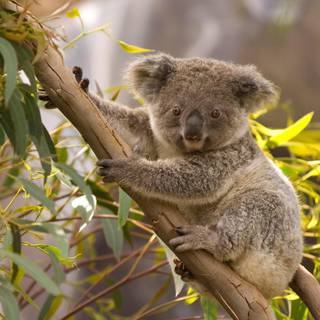 Valentines koalas wallpaper