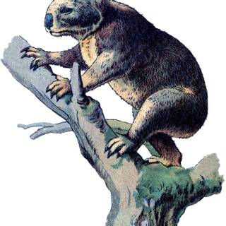 Valentines koalas wallpaper