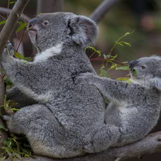 Valentines koalas wallpaper