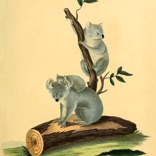 Valentines koalas wallpaper