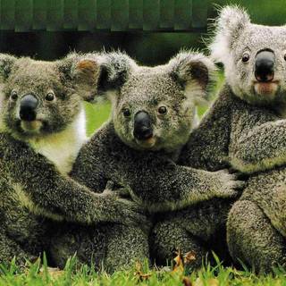 Valentines koalas wallpaper