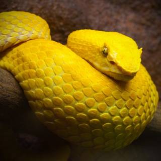 Eyelash viper wallpaper