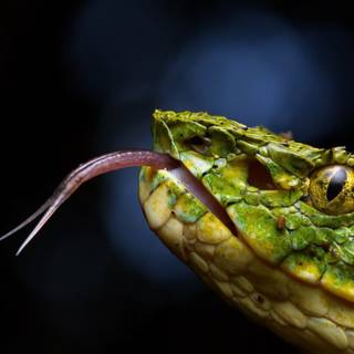 Eyelash viper wallpaper