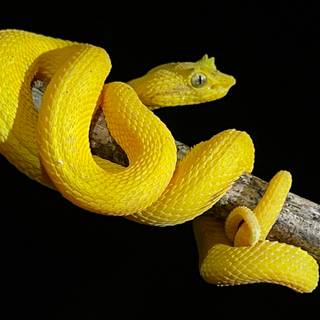 Eyelash viper wallpaper