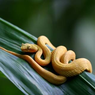 Eyelash viper wallpaper
