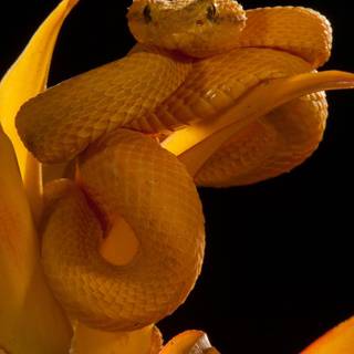 Eyelash viper wallpaper