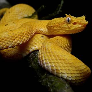 Eyelash viper wallpaper