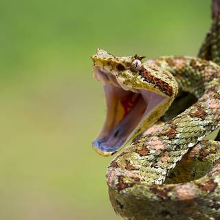 Eyelash viper wallpaper