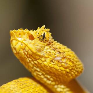 Eyelash viper wallpaper