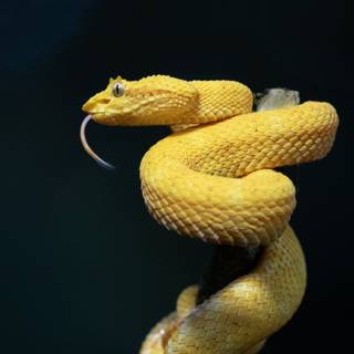 Eyelash viper wallpaper