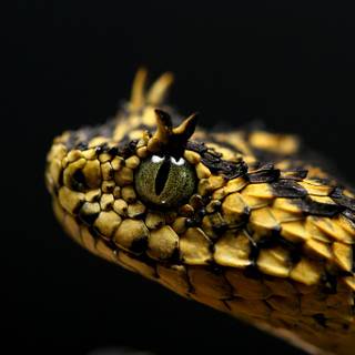 Eyelash viper wallpaper