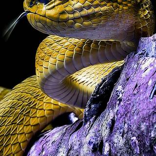Eyelash viper wallpaper