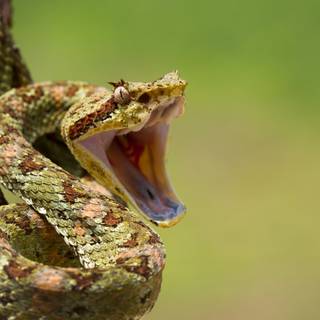 Eyelash viper wallpaper