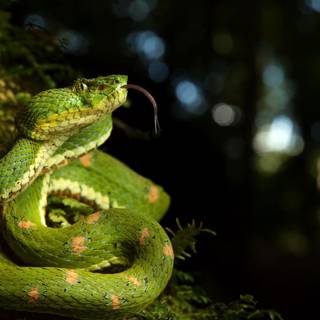 Eyelash viper wallpaper