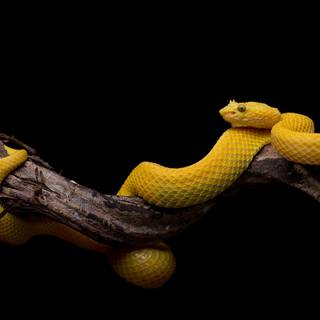 Eyelash viper wallpaper